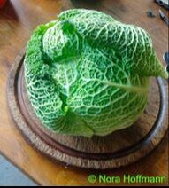 Food from the Farmer's Market, A Bright Green Spring Cabbage