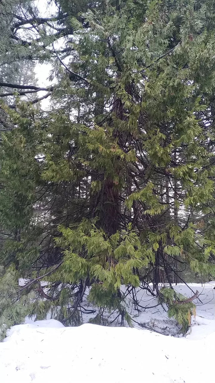 Tree in Snow, Mount Shasta, California